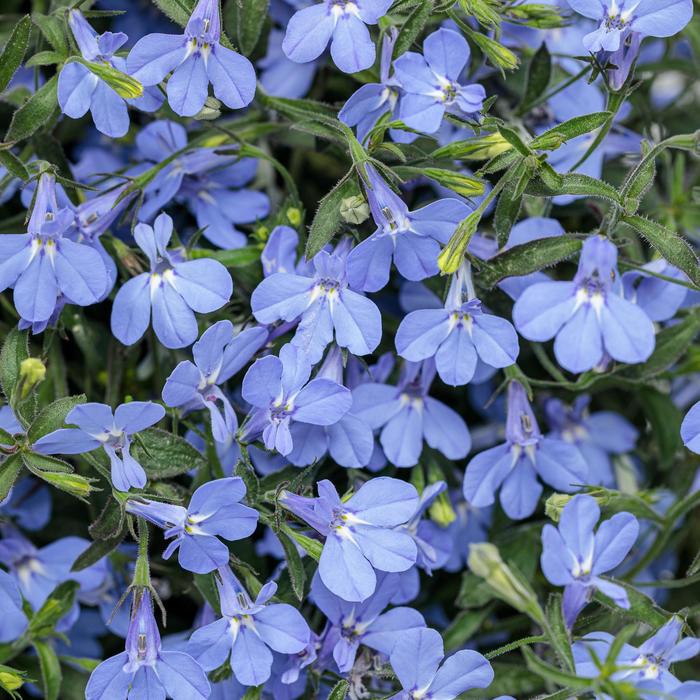 Laguna&reg; ''Sky Blue'' - Lobelia erinus from Milmont Greenhouses