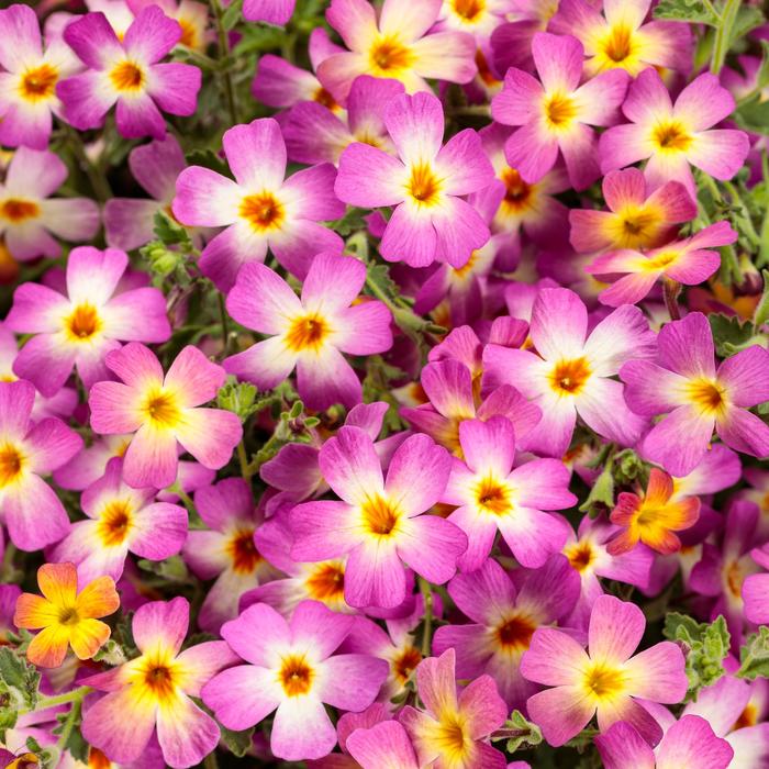 Safari&trade; 'Dawn' - Jamesbrittenia (South African Phlox) from Milmont Greenhouses