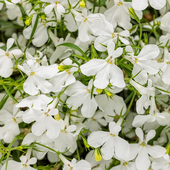 Laguna&reg; 'Cloud White&trade;' - Lobelia erinus from Milmont Greenhouses