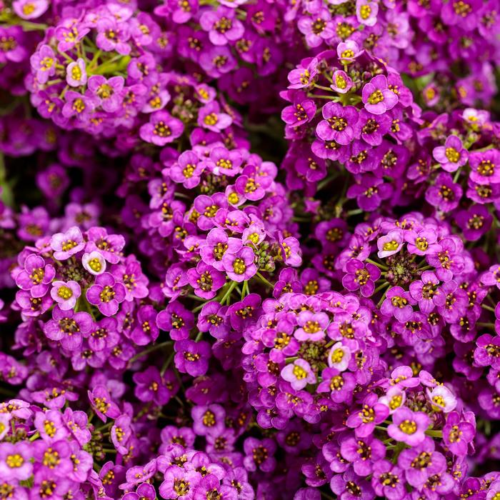 'Violet Knight&reg;' Sweet Alyssum - Lobularia maritima from Milmont Greenhouses