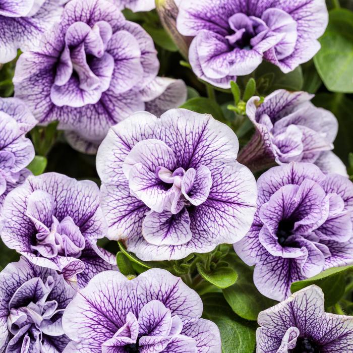 Supertunia&reg; ''Priscilla'' - Petunia from Milmont Greenhouses