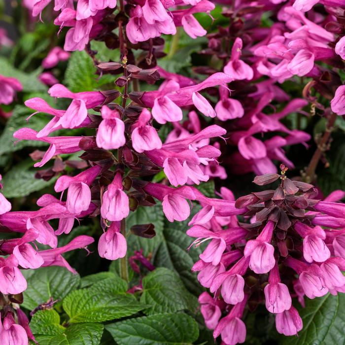 Unplugged&reg; Pink - Salvia (Sage) from Milmont Greenhouses