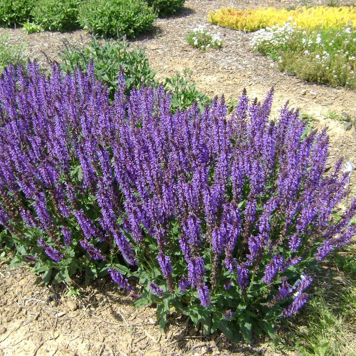 'Blue by You' Meadow Sage - Salvia nemorosa from Milmont Greenhouses