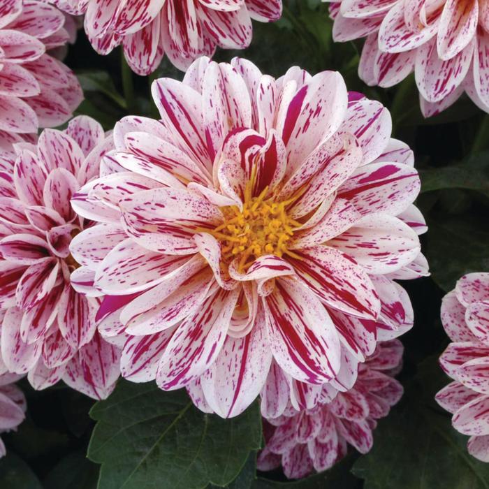 Dahlietta&reg; 'Paula' - Dahlia from Milmont Greenhouses