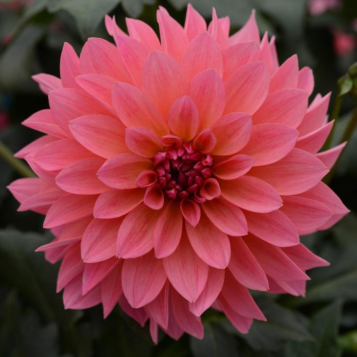 Venti&trade; 'Passion Fruit' - Dahlia from Milmont Greenhouses