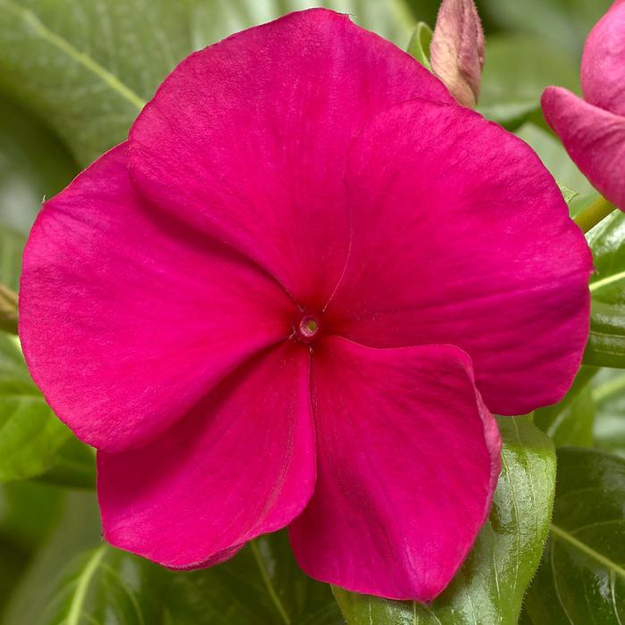 Cora&reg; XDR 'Hotgenta' - Catharanthus roseus (Annual Vinca; Periwinkle) from Milmont Greenhouses