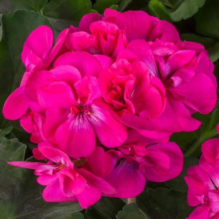 Calliope&reg; Medium Dark Pink Dark Leaf - Pelargonium (Interspecific Geranium) from Milmont Greenhouses