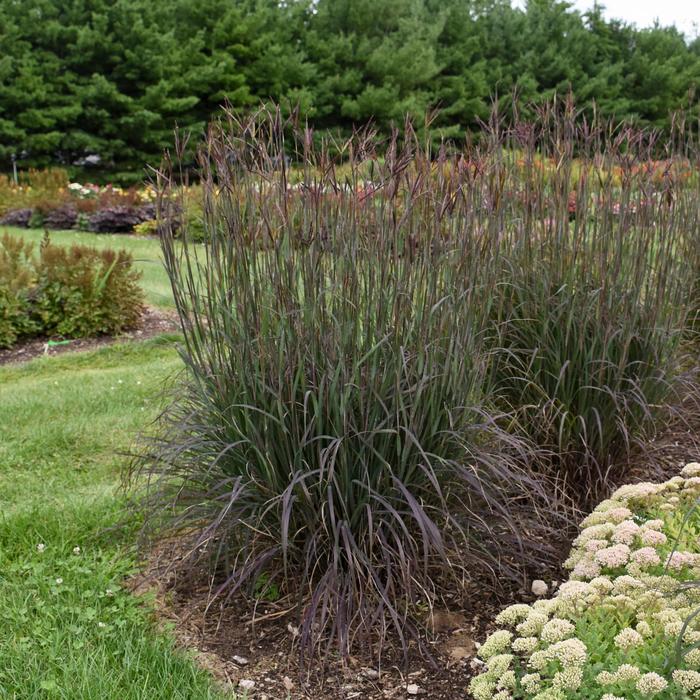 'Blackhawks' Big Bluestem - Andropogon gerardii from Milmont Greenhouses