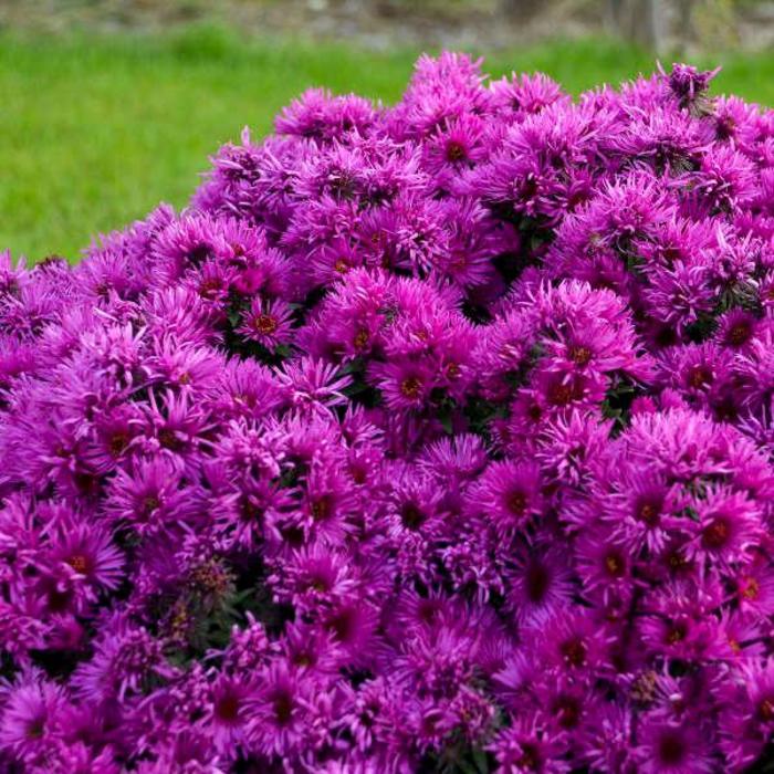 'Pink Crush' New England Aster - Aster novae-angliae from Milmont Greenhouses
