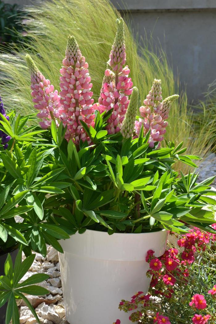 Mini Gallery&trade; 'Pink Bicolor' - Lupinus polyphyllus () from Milmont Greenhouses