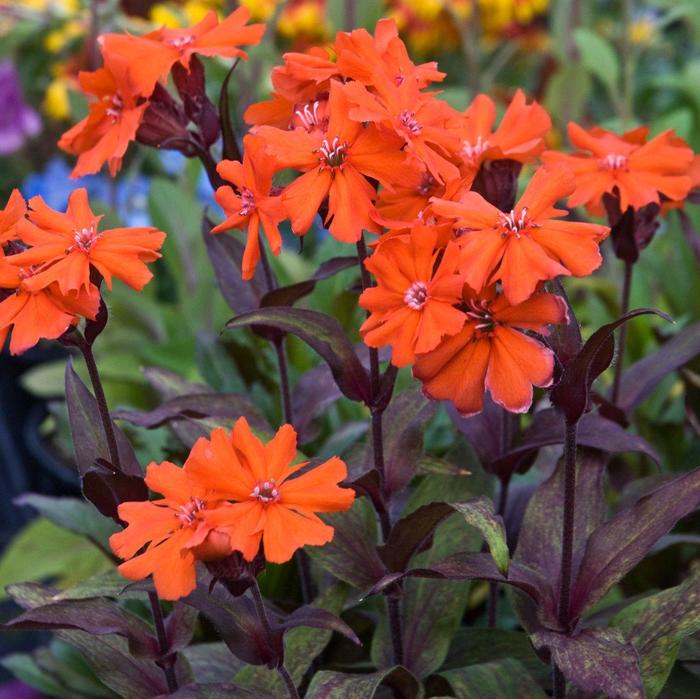 'Orange Gnome (Orange Zwerg)' Catchfly - Lychnis coronaria from Milmont Greenhouses
