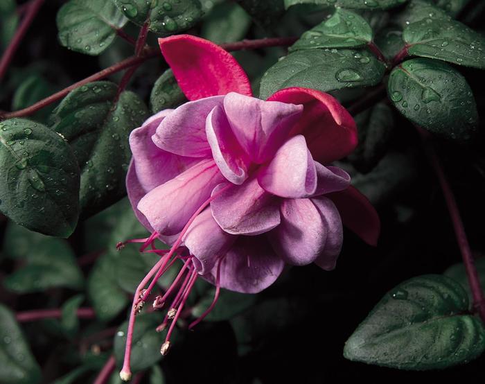 'Blue Eyes' - Fuchsia magellanica from Milmont Greenhouses
