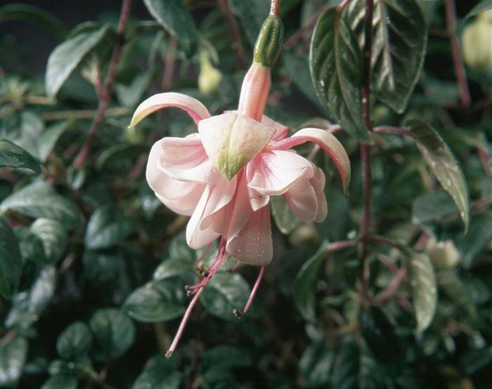 'Southgate' - Fuchsia from Milmont Greenhouses