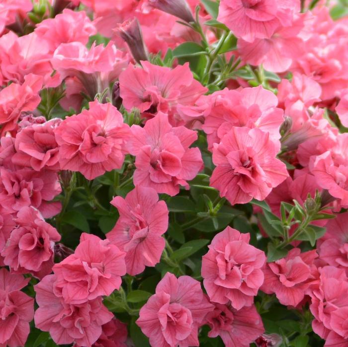 Surfinia&reg; 'Summer Double&trade; Salmon' - Petunia from Milmont Greenhouses