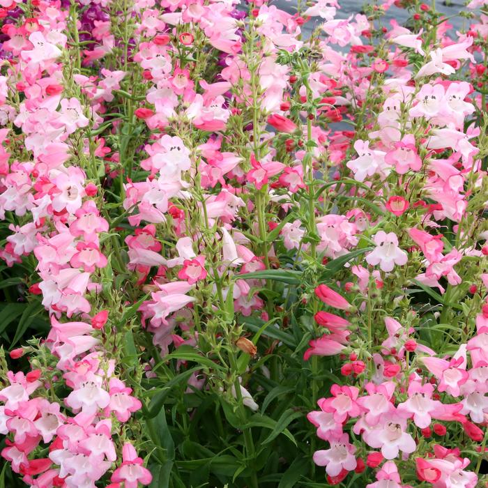 'Flock of Flamingos' Beardtongue - Penstemon from Milmont Greenhouses