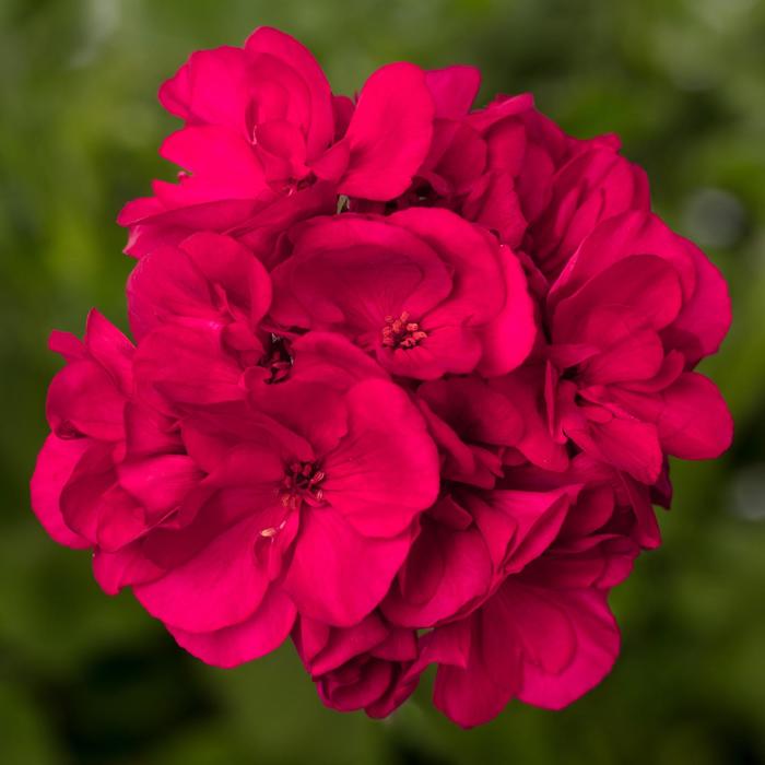 Mojo&trade; Magenta - Pelargonium (Interspecific Geranium) from Milmont Greenhouses