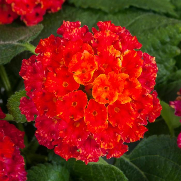 Bandana&reg; 'Black Cherry' - Lantana camara from Milmont Greenhouses