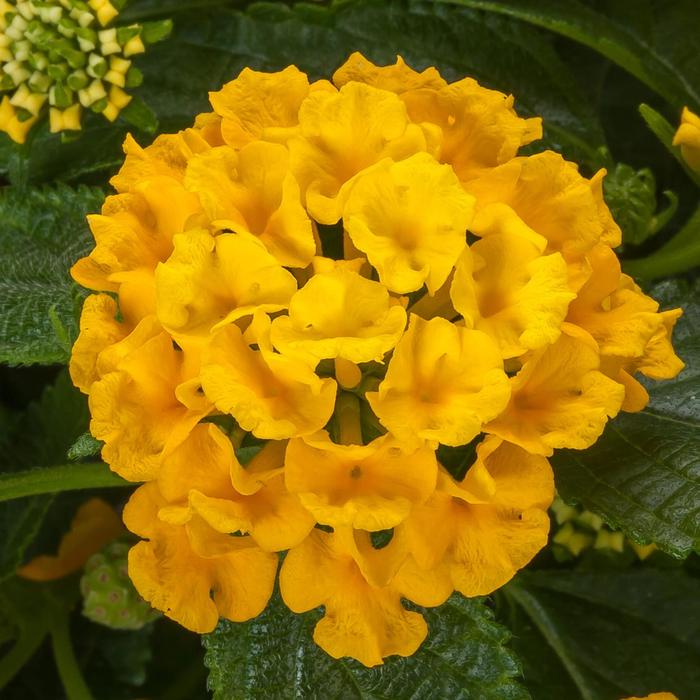 Bandolista&trade; 'Pineapple' - Lantana camara from Milmont Greenhouses