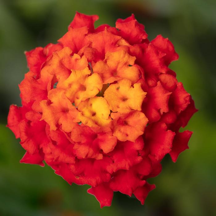 Bandolista&trade; Red Chili - Lantana camara from Milmont Greenhouses