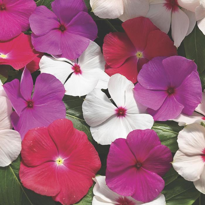 Cora&reg; Cascade XDR Mix - Catharanthus roseus (Annual Vinca; Periwinkle) from Milmont Greenhouses