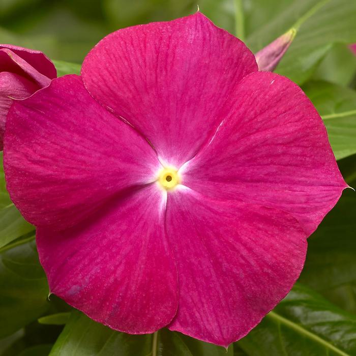 Cora&reg; XDR Cranberry - Catharanthus roseus (Vinca) from Milmont Greenhouses