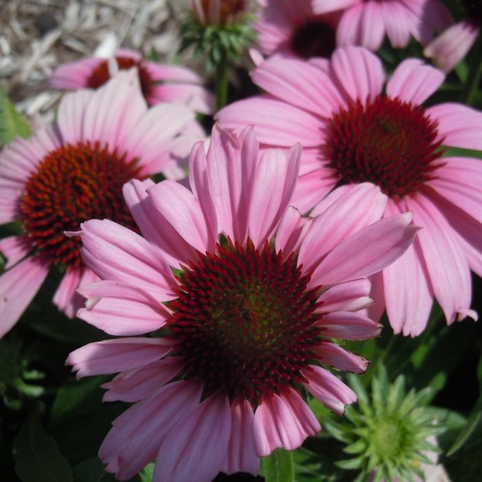 SunMagic 'Vintage Lavender' - Echinacea purpurea (Coneflower) from Milmont Greenhouses