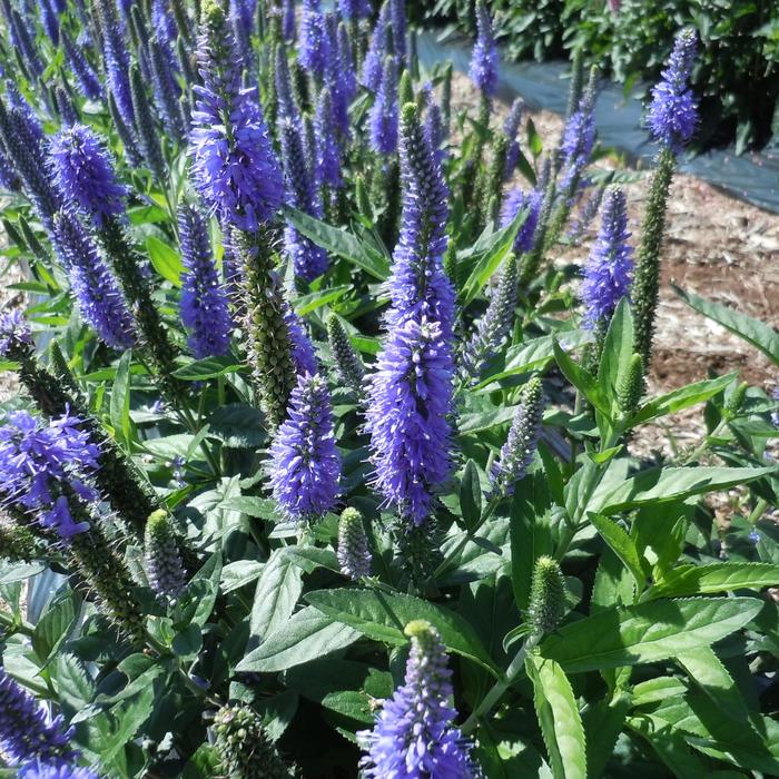 Skyward&trade; 'Blue' - Veronica longifolia from Milmont Greenhouses