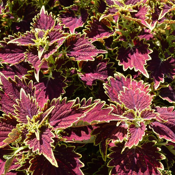 Main Street 'Bourbon Street' - coleus from Milmont Greenhouses