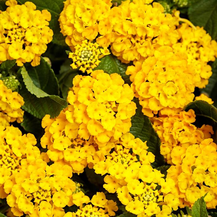 Luscious&reg; 'Royale Lemon Tart' - Lantana camara from Milmont Greenhouses