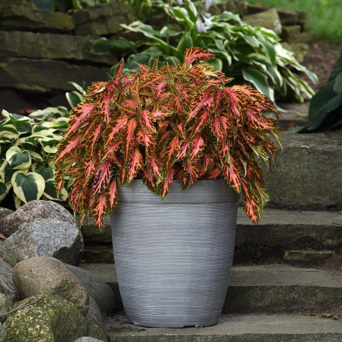 'Coral Candy' Premium Sun Coleus - Coleus scutellarioides from Milmont Greenhouses