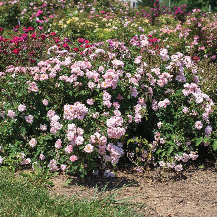 'Blushing Drift&reg;' Rose - Rosa from Milmont Greenhouses