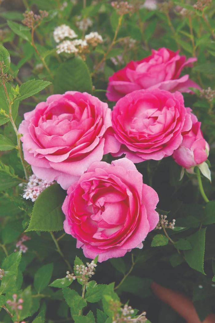 'Raspberry Cupcake&trade;' Rose - Rosa from Milmont Greenhouses