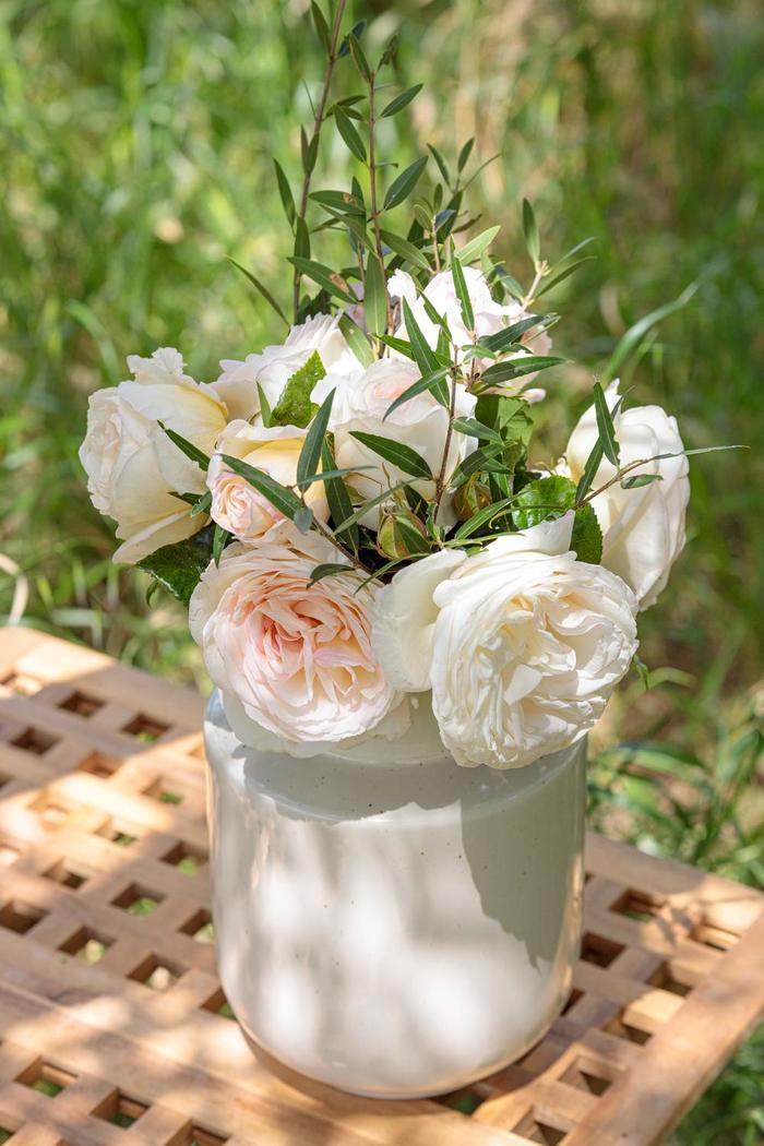 'Top Cream&trade;' Rose - Rosa from Milmont Greenhouses