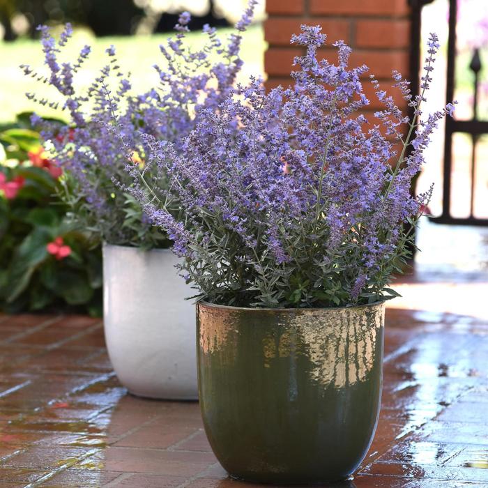 'Bluesette' Russian Sage - Perovskia atriplicifolia from Milmont Greenhouses
