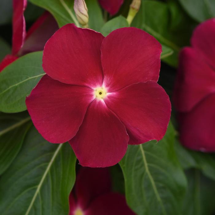 Titan&trade; 'Cranberry' - Catharanthus roseus (Vinca, Periwinkle) from Milmont Greenhouses