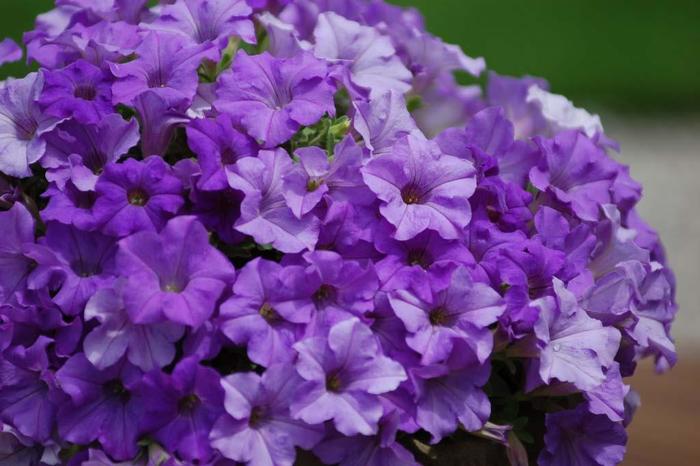 Surfinia&reg; 'Heavenly Blue' - Petunia from Milmont Greenhouses