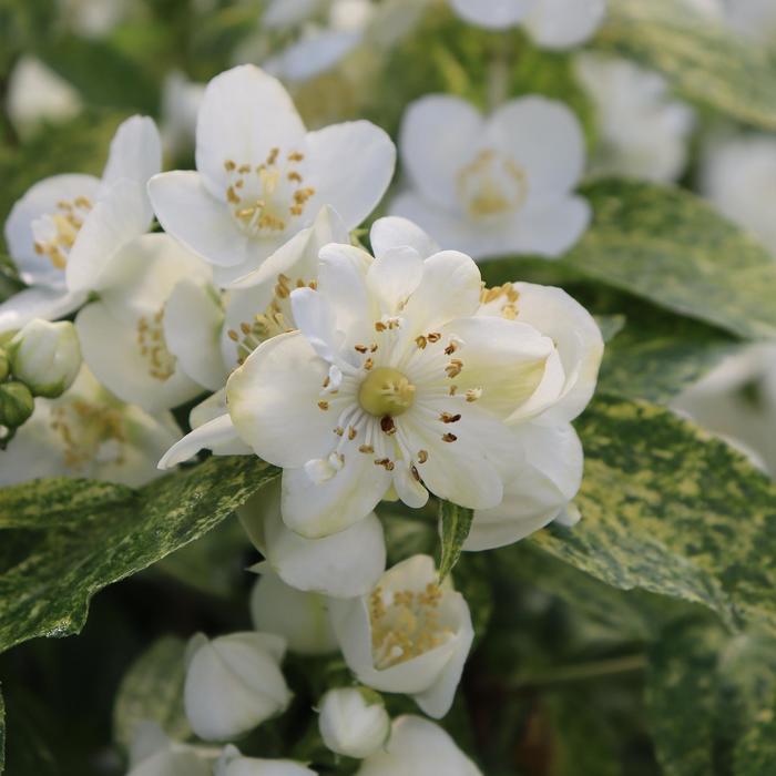 'Illuminati Sparks&trade;' Mock Orange - Philadelphus coronarius from Milmont Greenhouses