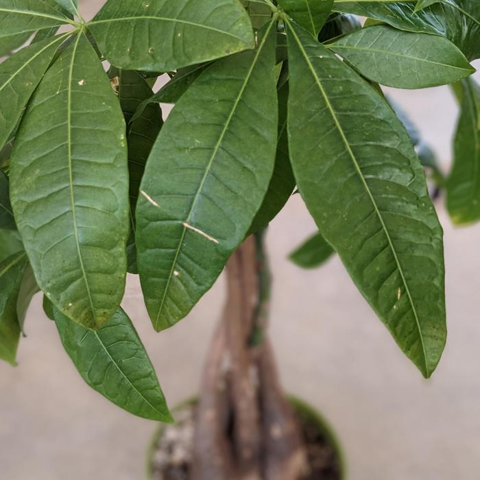 Money tree - Pachira aquatica from Milmont Greenhouses
