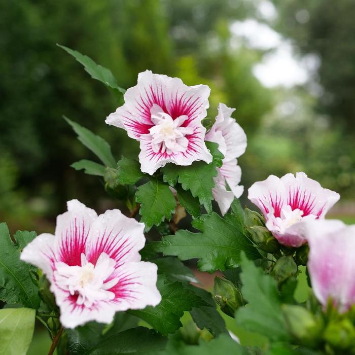 Starblast Chiffon&trade; Rose Mallow - Hibiscus syriacus from Milmont Greenhouses
