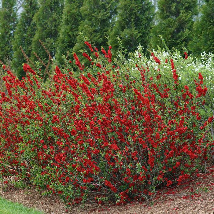 Double Take&reg; 'Scarlet' - Chaenomeles speciosa (Quince) from Milmont Greenhouses