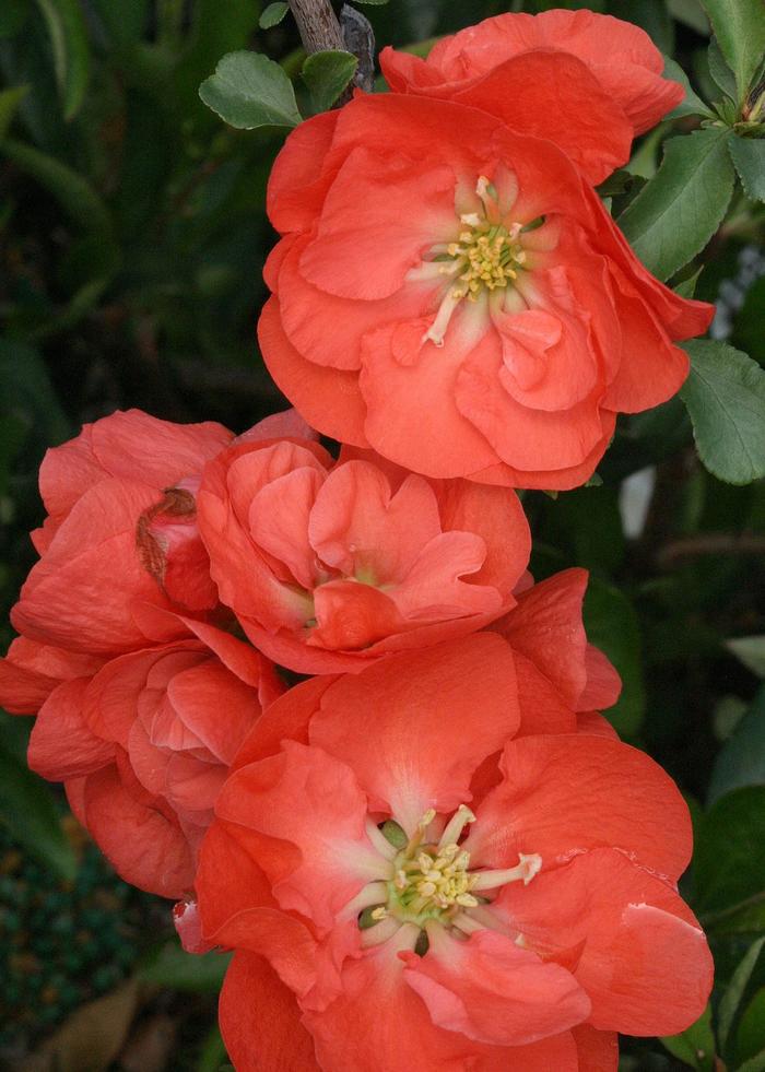 Double Take&reg; 'Orange' - Chaenomeles speciosa (Quince) from Milmont Greenhouses