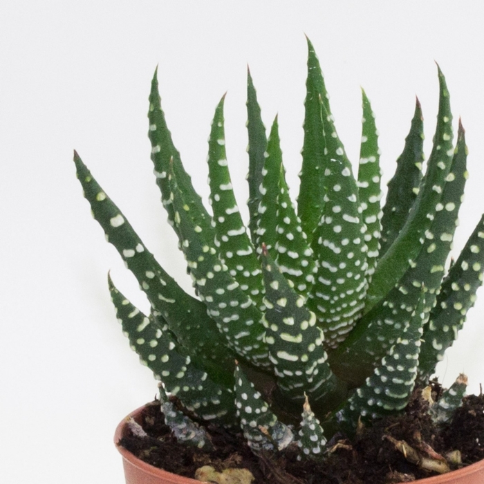 Assorted Haworthia - Haworthia from Milmont Greenhouses