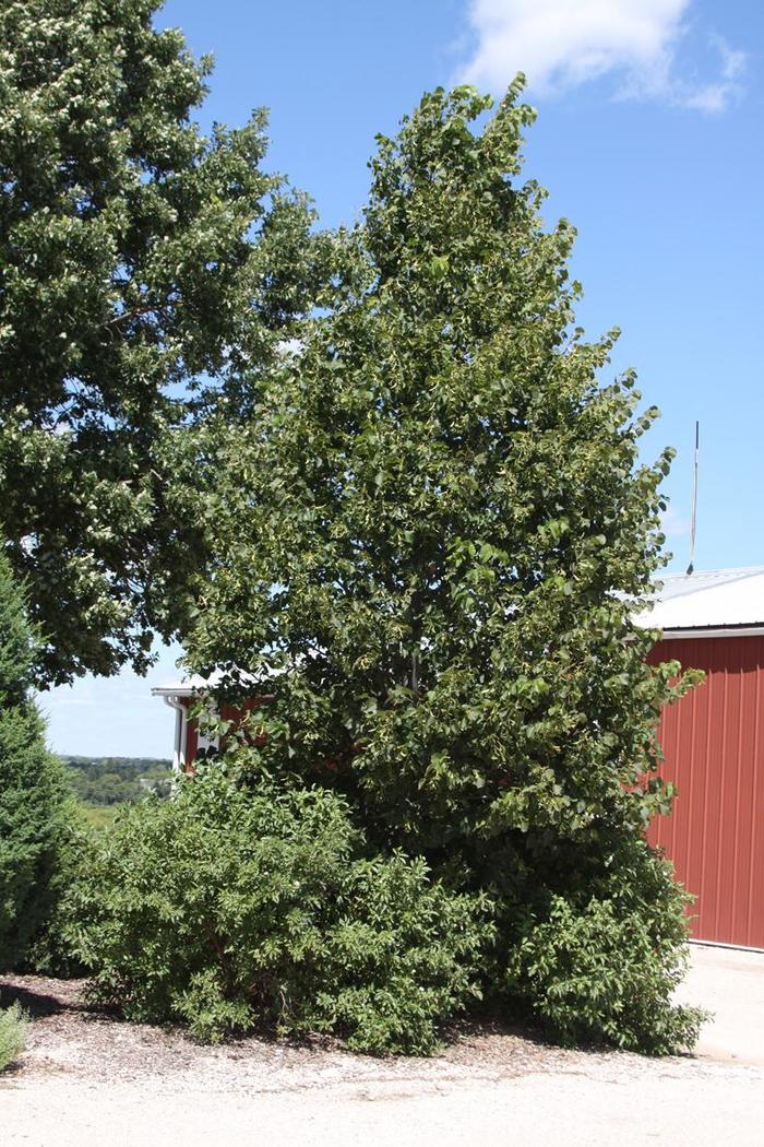 'Sweet Street&trade;' Linden - Tilia americana from Milmont Greenhouses