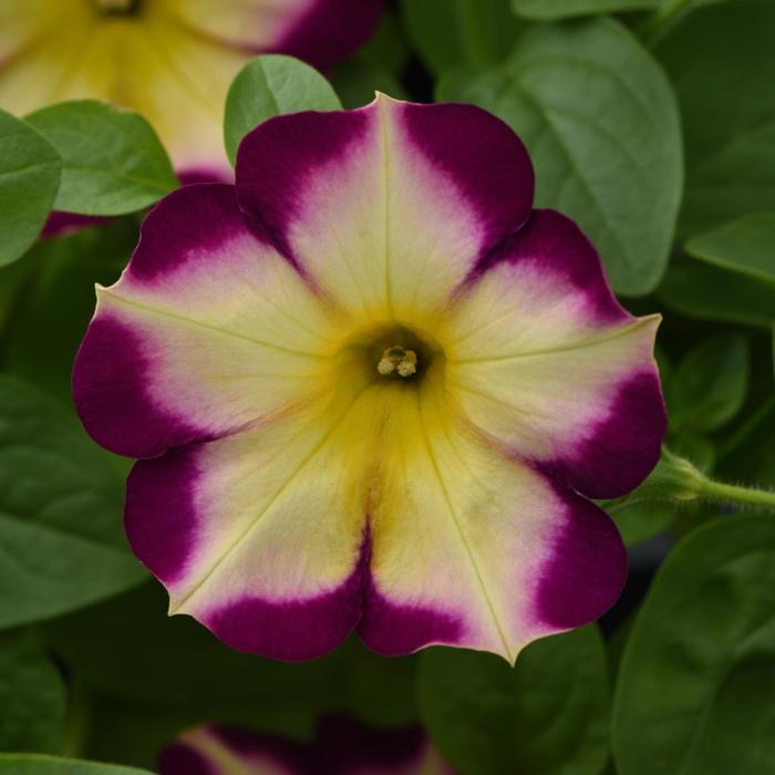 Headliner&trade; Banana Cherry - Petunia from Milmont Greenhouses