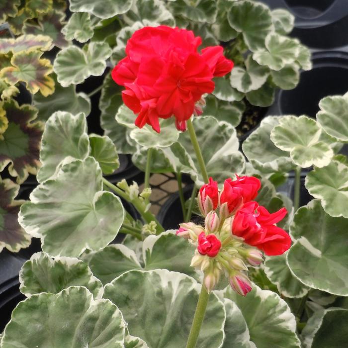 ''Wilhelm Langguth'' Zonal Geranium - Pelargonium x hortorum from Milmont Greenhouses