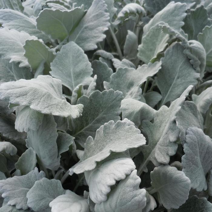 'New Look&reg;' Dusty Miller - Senecio cineraria from Milmont Greenhouses