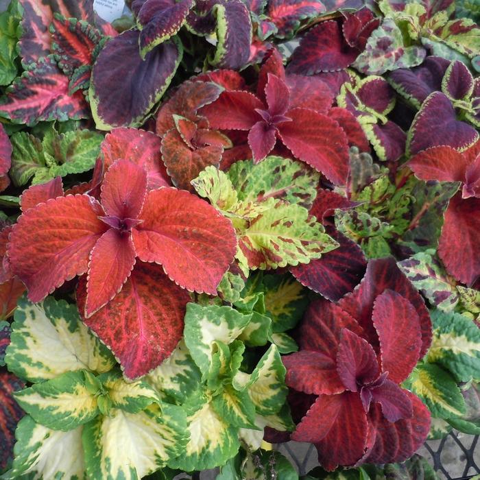 Wizard&reg; 'Mix' - coleus from Milmont Greenhouses