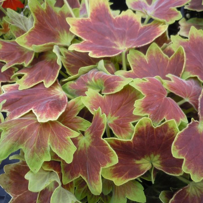 ''Vancouver Centennial'' Zonal Geranium - Pelargonium x hortorum from Milmont Greenhouses