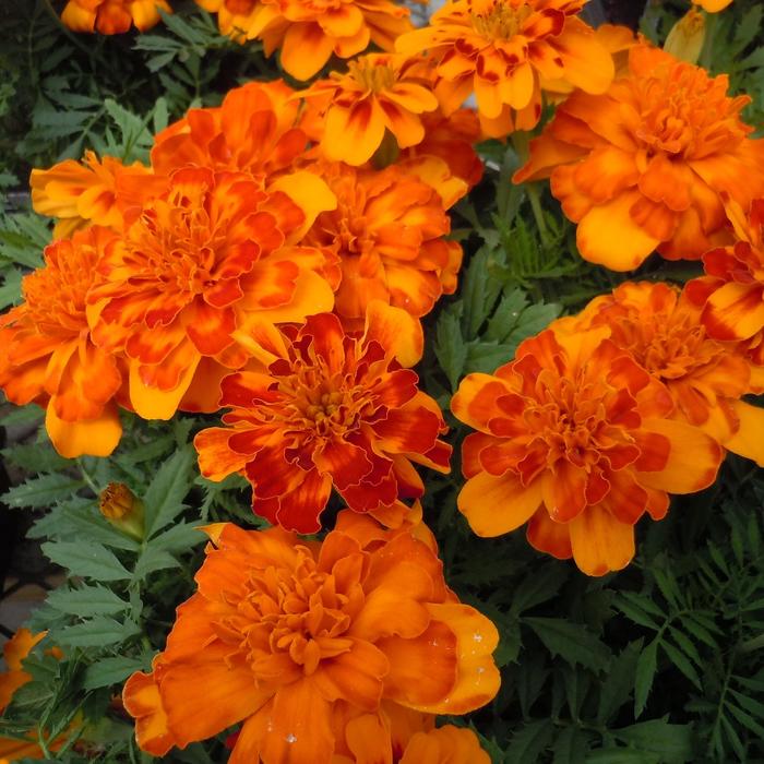 Bonanza 'Bolero Improved' - Tagetes patula (French Marigold) from Milmont Greenhouses
