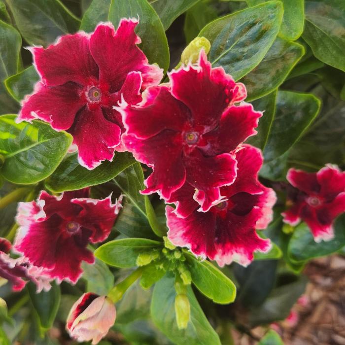Soiree&reg; Flamenco Salsa Red - Catharanthus (Vinca) from Milmont Greenhouses